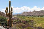Landscape behind cactus, Ruta 40 between Seclantas and Cachi, Argentina.