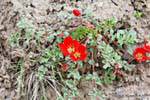 Flowers on rock, Valle Encantada, Argentina.