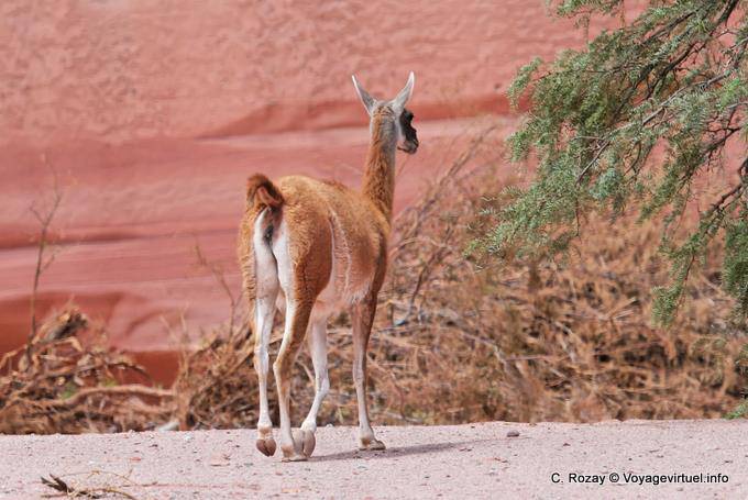Guanaco behind Talampaya - Argentina