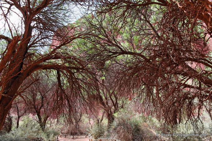 Botanical garden, Talampaya - Argentina