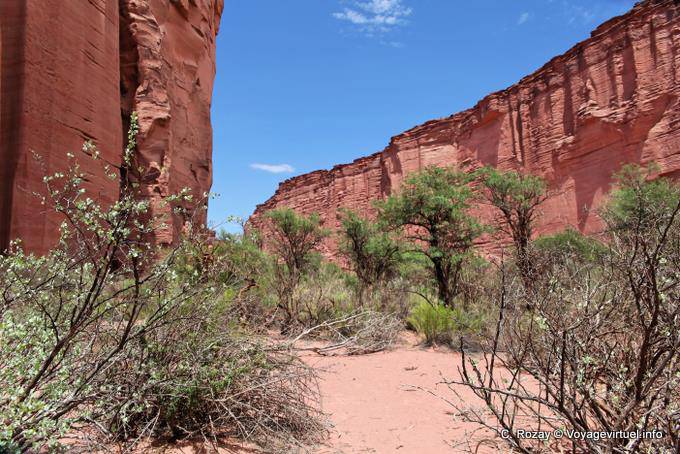 In the throat, a small botanical garden, Talampaya - Argentina