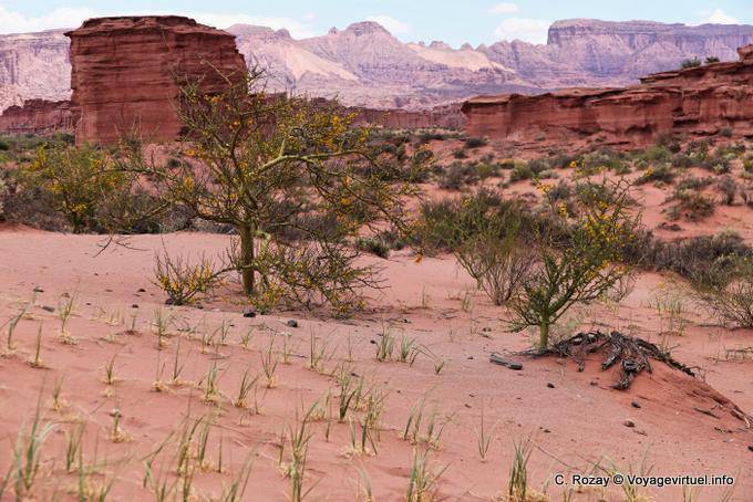 Vegetation supporting the breath of Zonda, Talampaya - Argentina