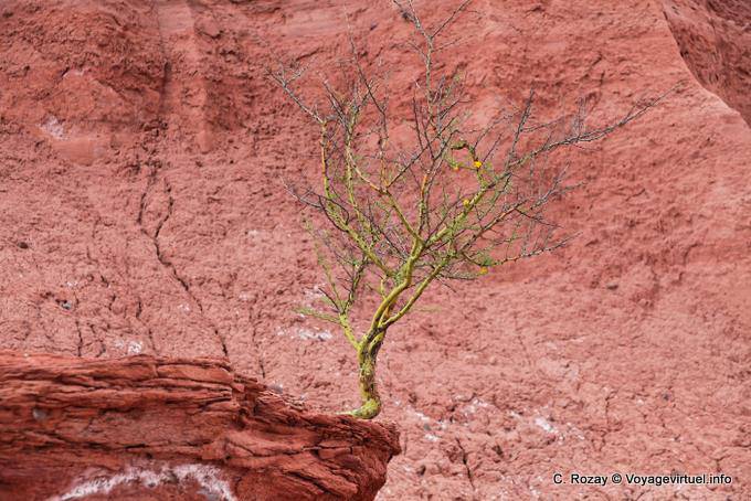 Shrub surviving in the canyon Talampaya - Argentina