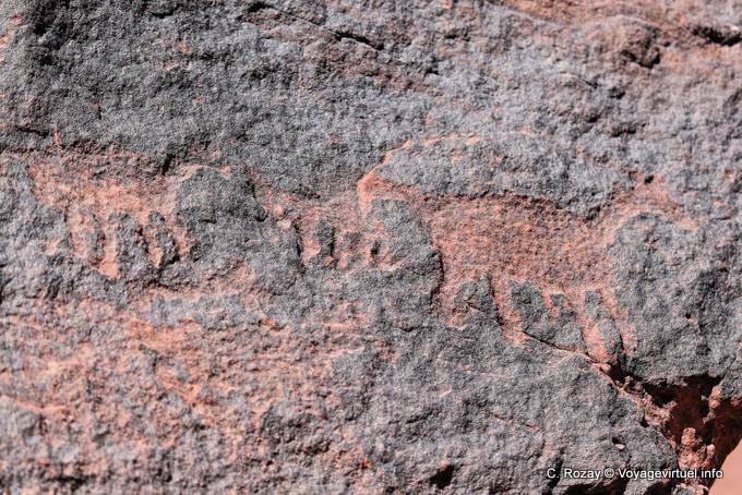 Petroglyphs animals Talampaya - Argentina