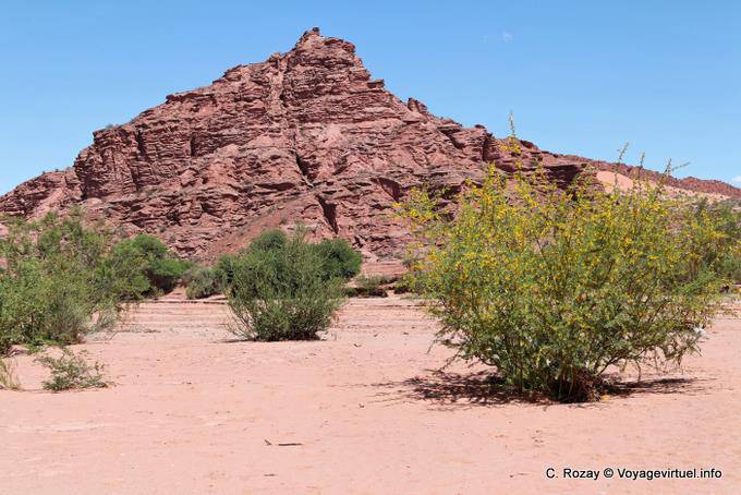 Flowering shrubs in the desert, Talampaya - Argentina