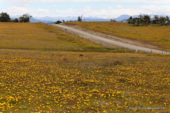 Carpet of yellow flowers, Estancia Rivadavia, Ushuaia - Argentina