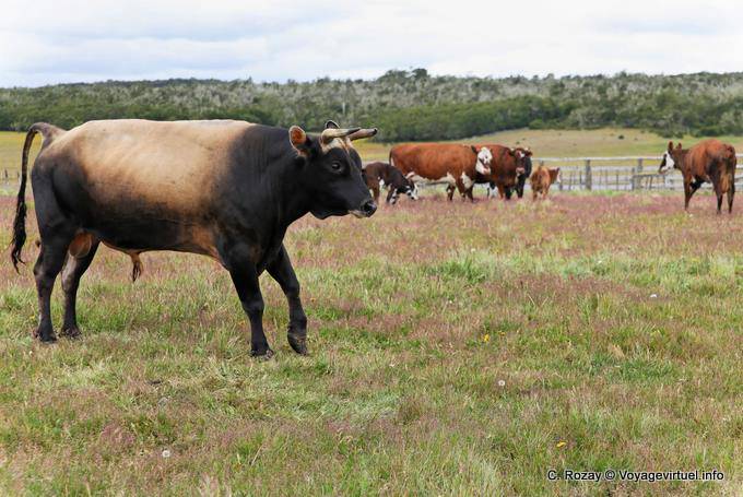 Beautiful bull, Estancia Rivadavia, Ruta Provincial H, Ushuaia - Argentina