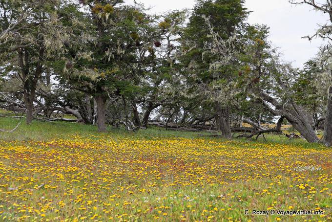 Grove of trees covered with lichens and flowers form a carpet Lake Chepelmuth, Ushuaia - Argentina