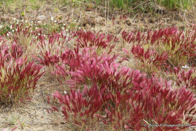 Bouquet of red grass near the lake Chepelmuth, Ushuaia - Argentina