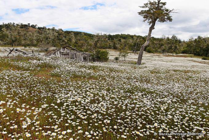 Fabulous daisies field and ruined house on Lake Yehuin, Ushuaia - Argentina