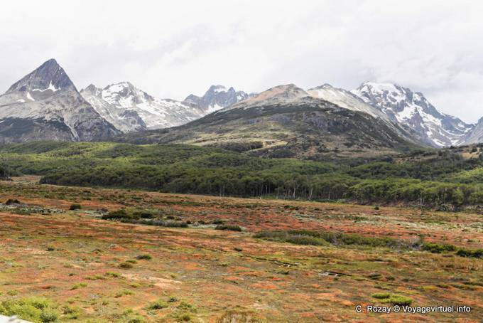 Heath, forest and mountains, Ushuaia - Argentina