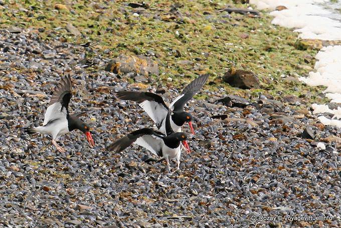 Theft of oystercatchers, Ushuaia - Argentina