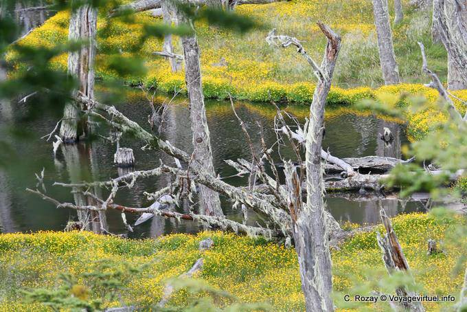 Carpet of yellow flowers, Larsiparsahk, Ushuaia - Argentina