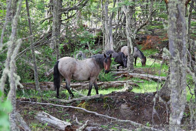 Wild horses, J Road, Ushuaia - Argentina