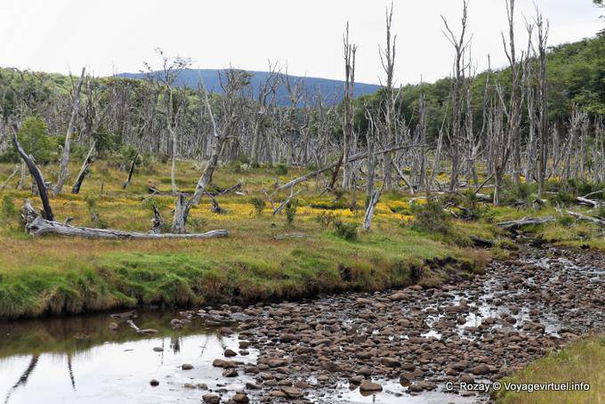 Dead forest, Rio Larsiparsahk, Ushuaia - Argentina