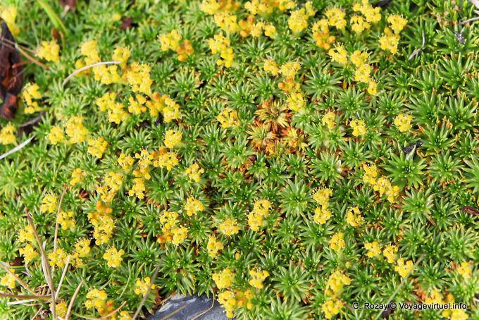 Patagonian vegetation, Ushuaia - Argentina