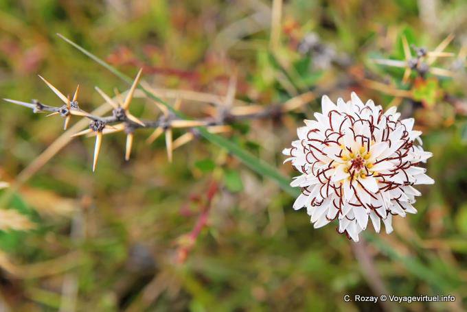 Beautiful flower and thorns, Ushuaia - Argentina