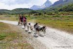 Dogs pulling a wheeled sled, Ushuaia, Argentina.