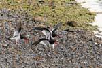 Theft of oystercatchers, Ushuaia, Argentina.