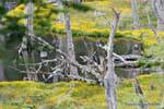 Carpet of yellow flowers, Larsiparsahk, Ushuaia, Argentina.