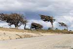Arbol Bandera, fallen trees by the wind, ruta J, Ushuaia, Argentina.