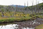 Dead forest, Rio Larsiparsahk, Ushuaia, Argentina.