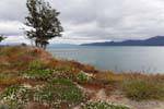 Flowering on the shores of the lake, Lago Fagnano Ushuaia, Argentina.