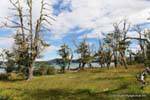 Lichens on trees the lake, Lago Ushuaia Yehuin, Argentina.