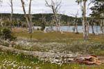 Carpets of flowers and dead trees, Ushuaia Lago Yehuin, Argentina.