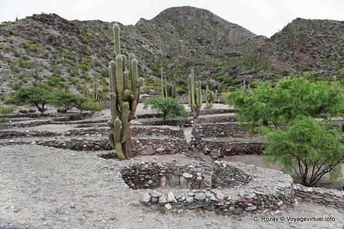 Cactus candelabras and stone buildings of the mountain, Quilmes Ruinas - Argentina
