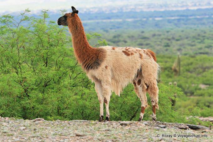Lama in the sacred city of Quilmes ruins - Argentina