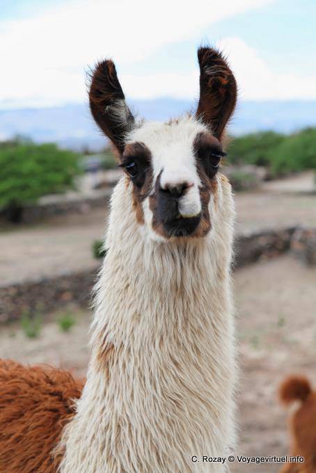 Portrait of a lama glama, Quilmes Ruinas - Argentina