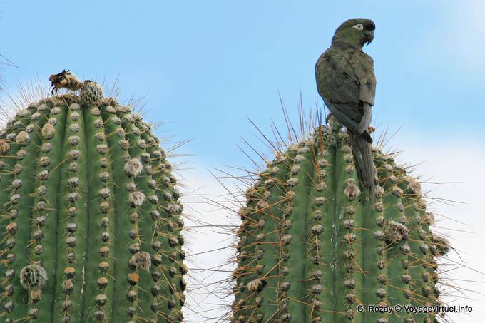 Parrot on a cactus, sacred city of Quilmes - Argentina