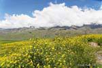 Flowers and clouds on Pinar de los Cervios, Tafi del Valle, Ruta 307, Argentina.