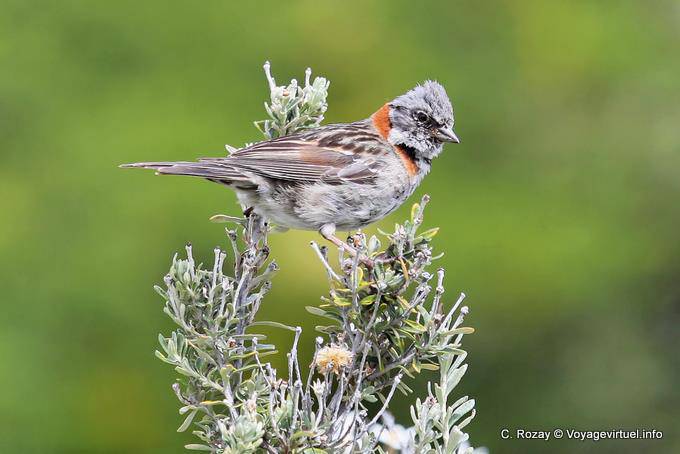 Little Sparrow Chingolo familiar to red bar, Parque Nacional Tierra del Fuego, Ushuaia - Argentina
