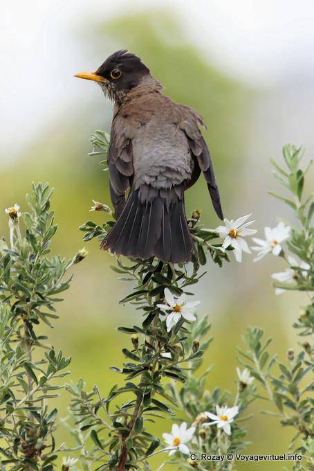 Merle Austral ruffled, Parque Nacional Tierra del Fuego, Ushuaia - Argentina