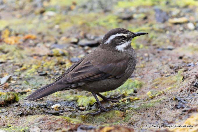 Grey-flanked cinclodes or Remolinera Chica, Parque Nacional Tierra del Fuego, Ushuaia - Argentina