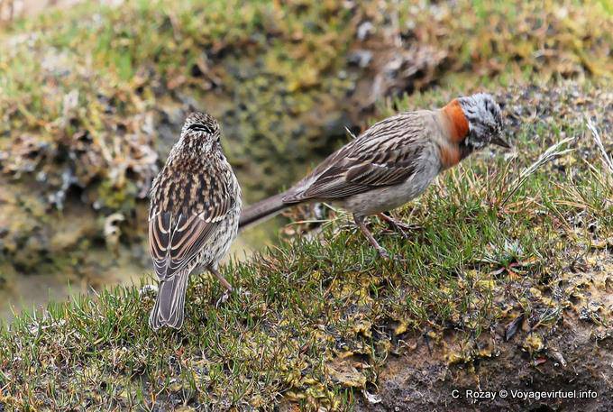 Bunting Chingolo (couple), Parque Nacional Tierra del Fuego, Ushuaia - Argentina
