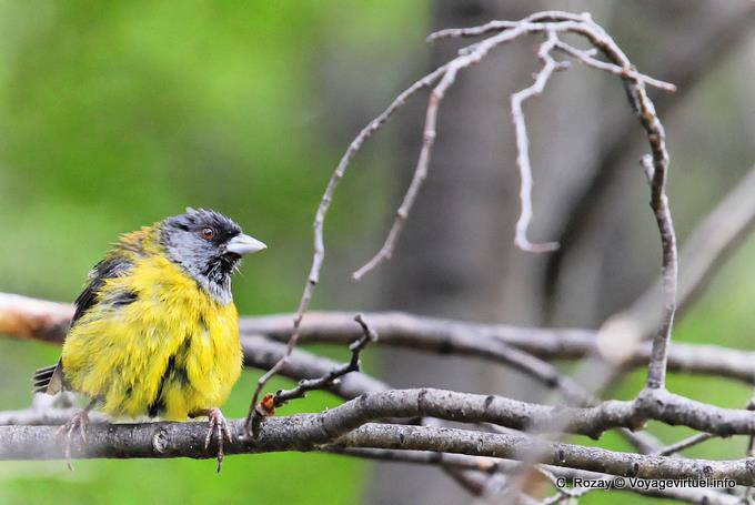 Hooded siskin (Carduelis magellanica), Parque Nacional Tierra del Fuego, Ushuaia - Argentina