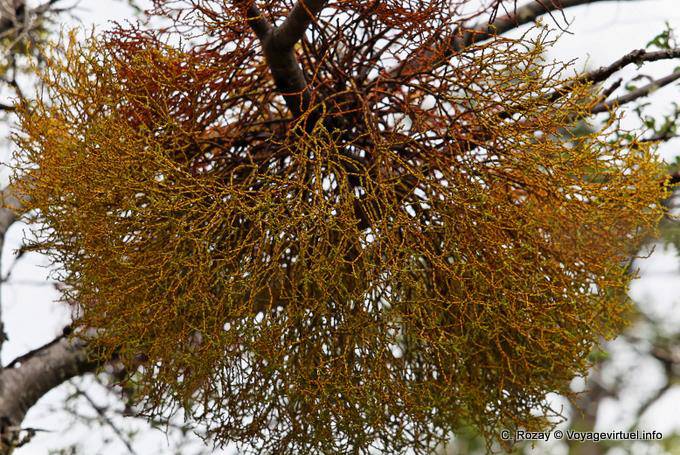 Mistletoe Misodendrum punctulatum, a kind of parasitic mistletoe, Parque Nacional Tierra del Fuego, Ushuaia - Argentina