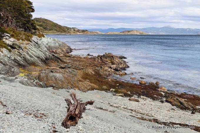 Driftwood on the shore, Parque Nacional Tierra del Fuego, Ushuaia - Argentina