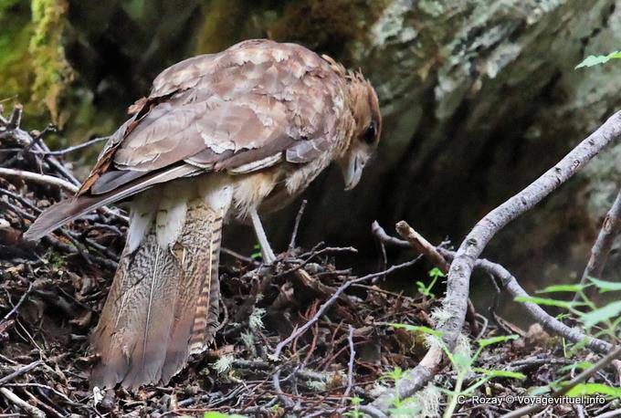 Chimango caracara (Milvago), Parque Nacional Tierra del Fuego, Ushuaia - Argentina