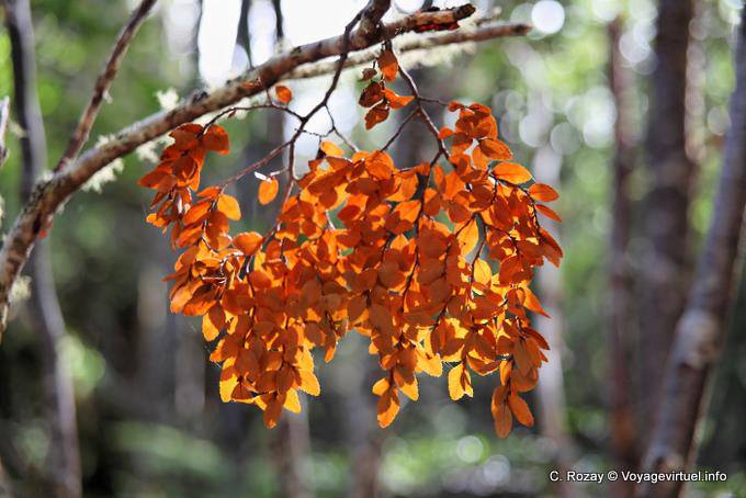 Bouquet of sunny leaves, Parque Nacional Tierra del Fuego, Ushuaia - Argentina