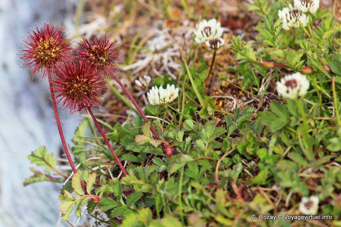 Example of local flora, Parque Nacional Tierra del Fuego, Ushuaia - Argentina