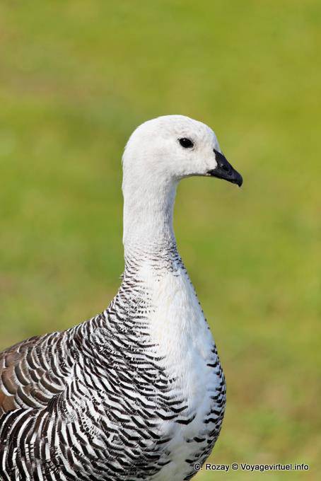 Magellan Goose male, Parque Nacional Tierra del Fuego, Ushuaia - Argentina