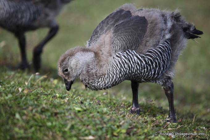 Young female with Chloephaga picta still down, Parque Nacional Tierra del Fuego, Ushuaia - Argentina