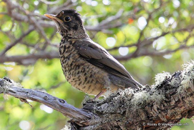 Bird on a branch, Parque Nacional Tierra del Fuego, Ushuaia - Argentina