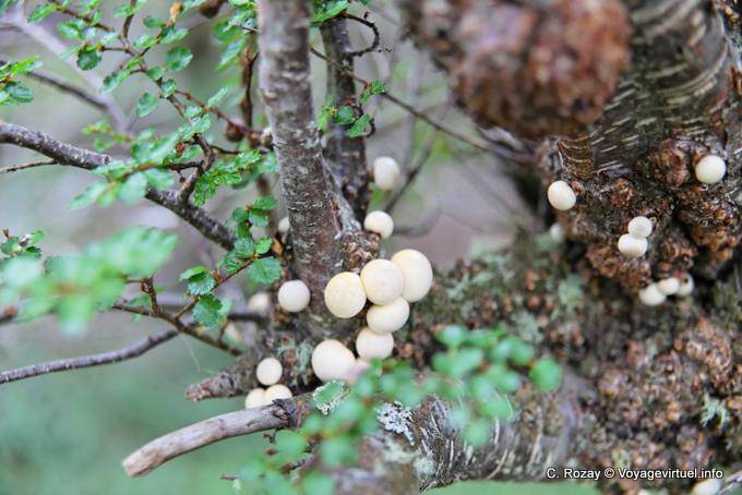 Pan de Indio (Cyttaria hariotii), Parque Nacional Tierra del Fuego, Ushuaia - Argentina