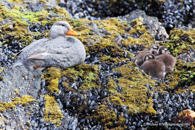 Duck nest with small steam or ash Steamer Parque Nacional Tierra del Fuego, Ushuaia - Argentina