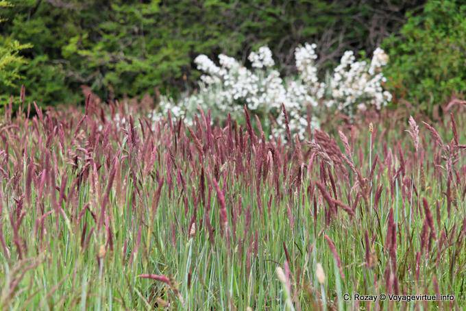 Grasses red inflorescence, Ushuaia National Park Tierra del Fuego Baia Lapataia - Argentina
